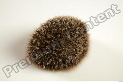  Hedgehog - Erinaceus europaeus #  2